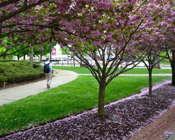 La salle academy 拉塞爾學院